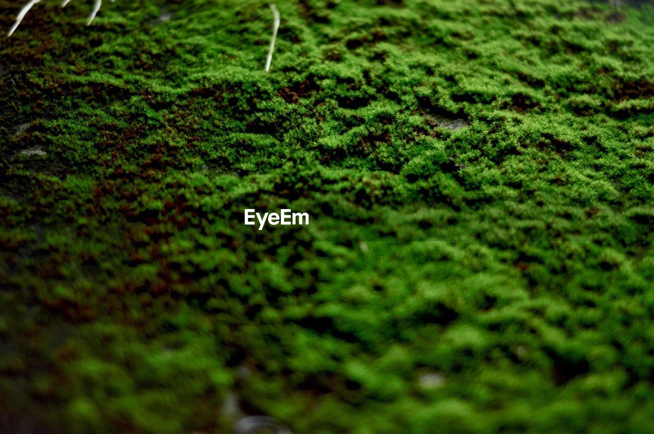 FULL FRAME SHOT OF MOSS GROWING ON FIELD