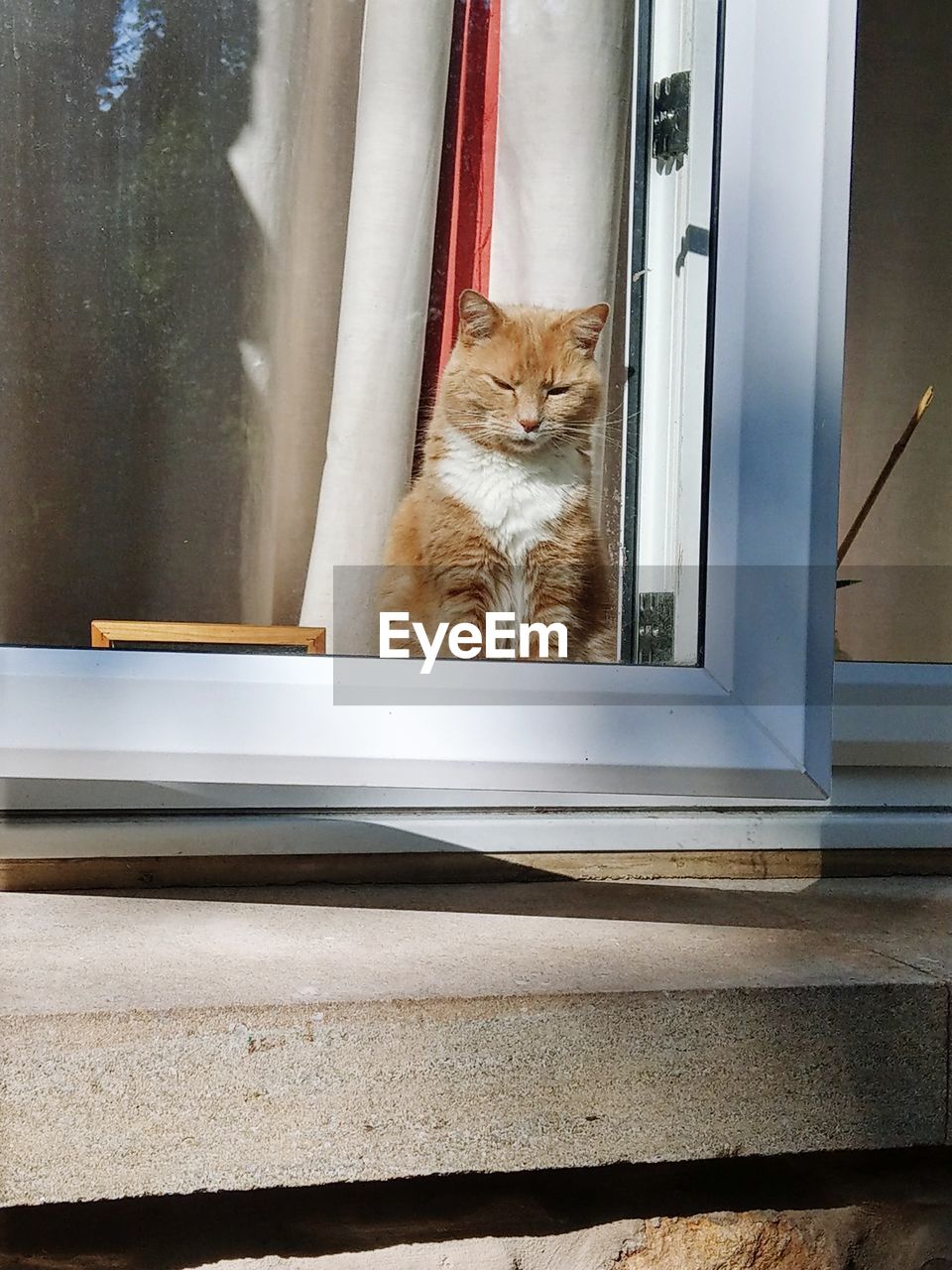 Cat sitting on window sill seen through glass