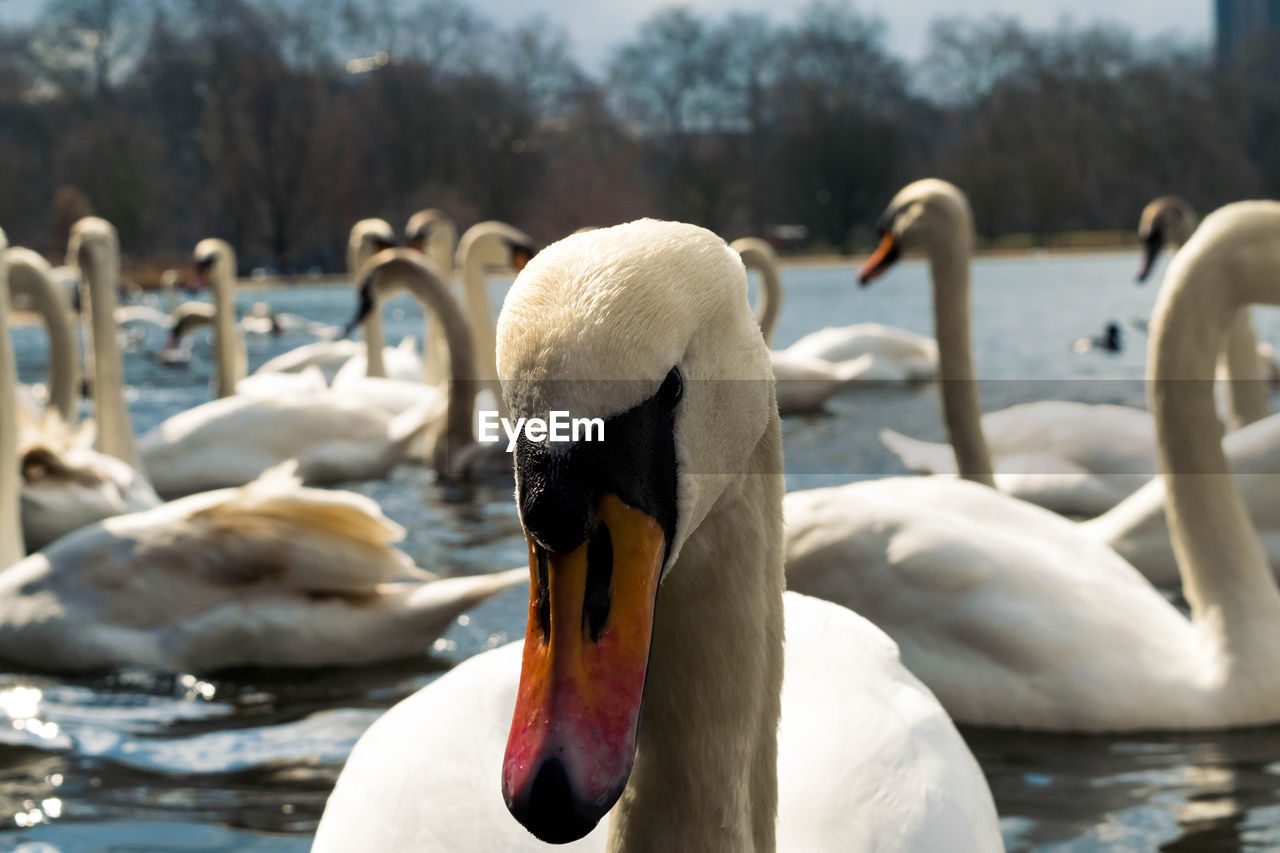 Swan in a lake