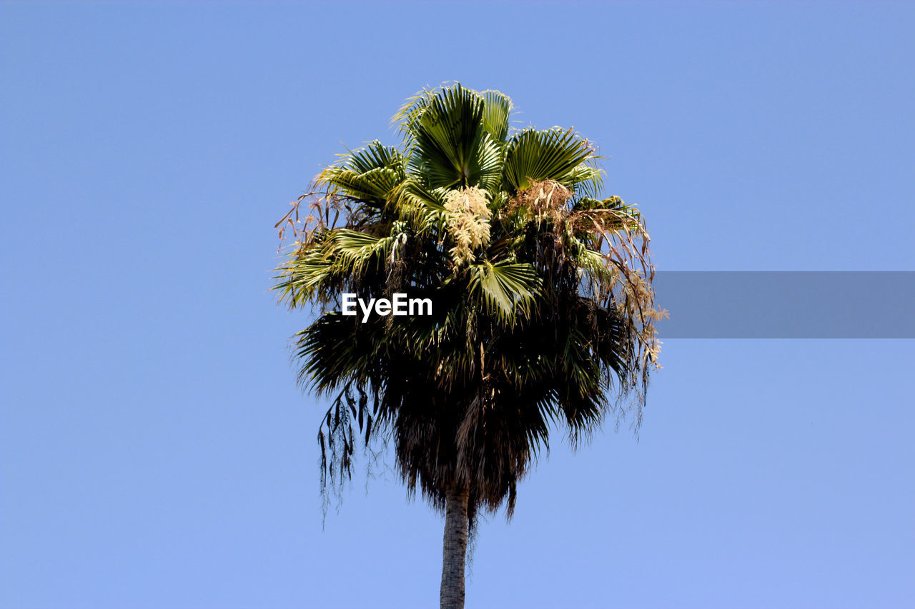 High section of palm tree against clear blue sky