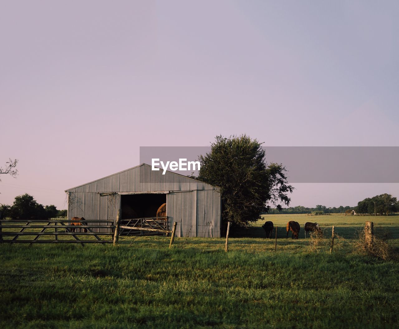 Barn on grassy field against clear sky