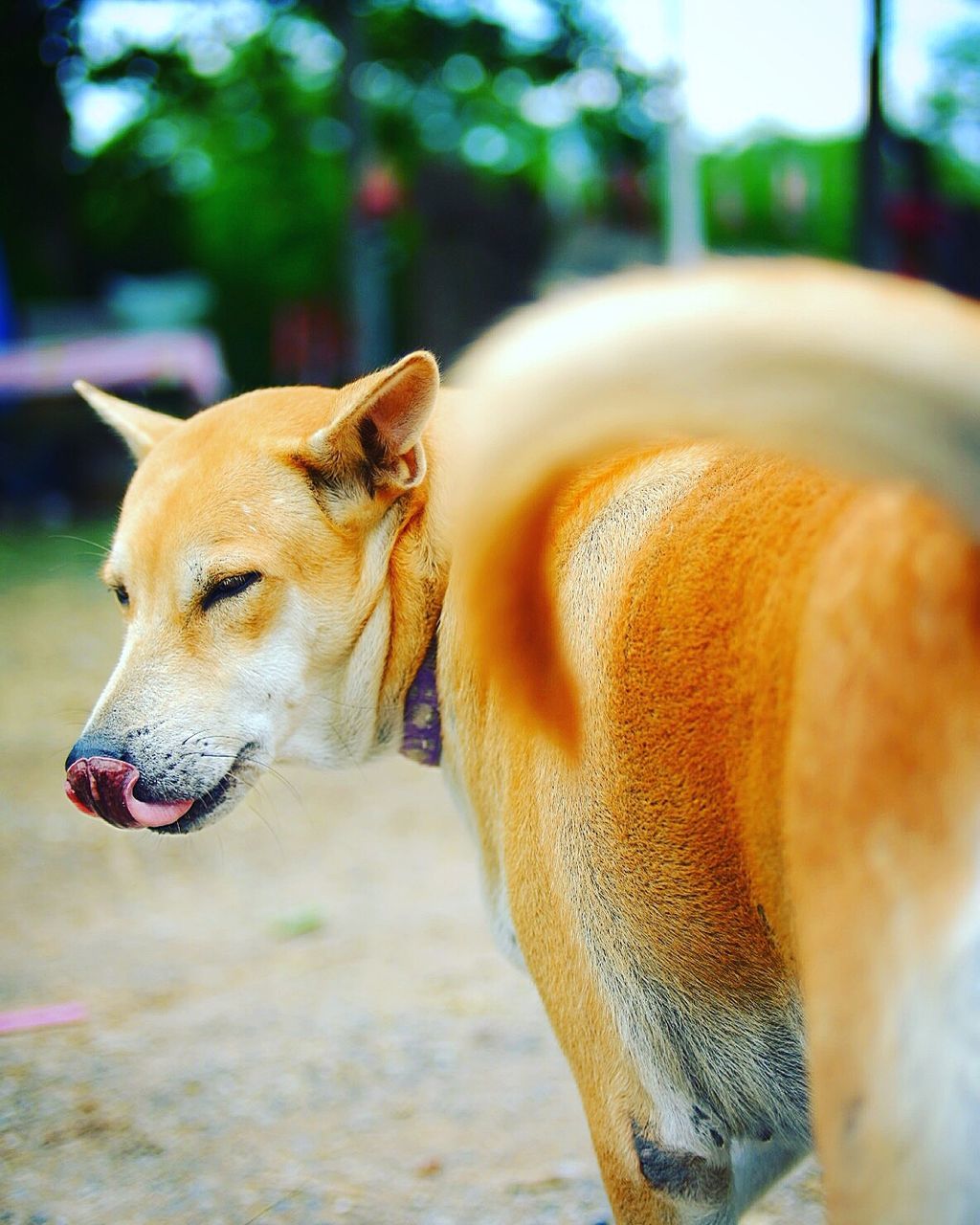 CLOSE-UP OF DOG STICKING OUT TONGUE ON BACKGROUND