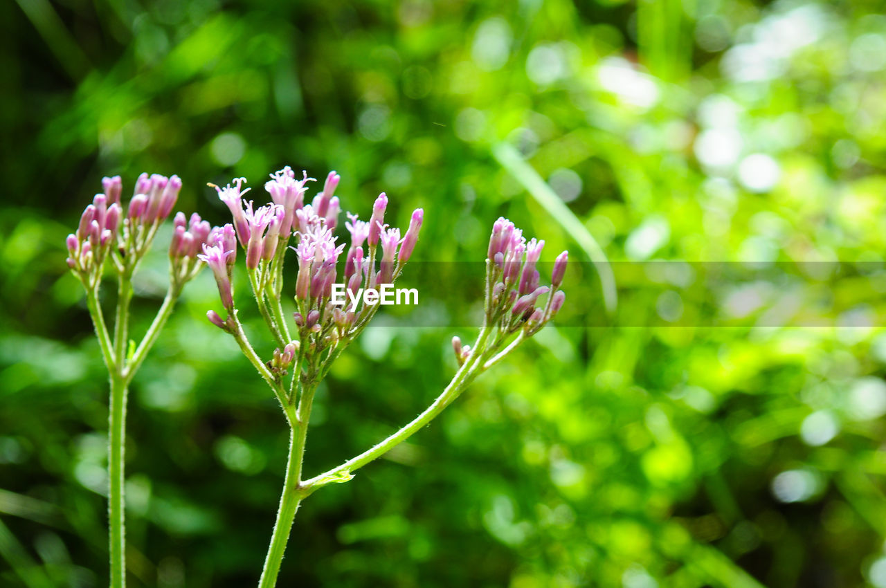 Close-up of pink flowering plant