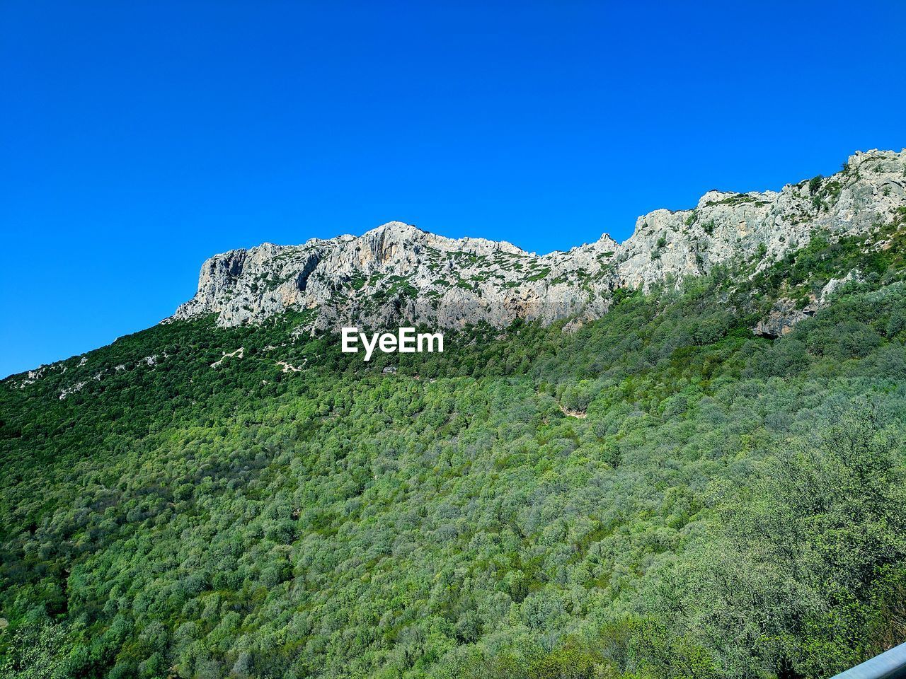 Low angle view of trees against clear blue sky