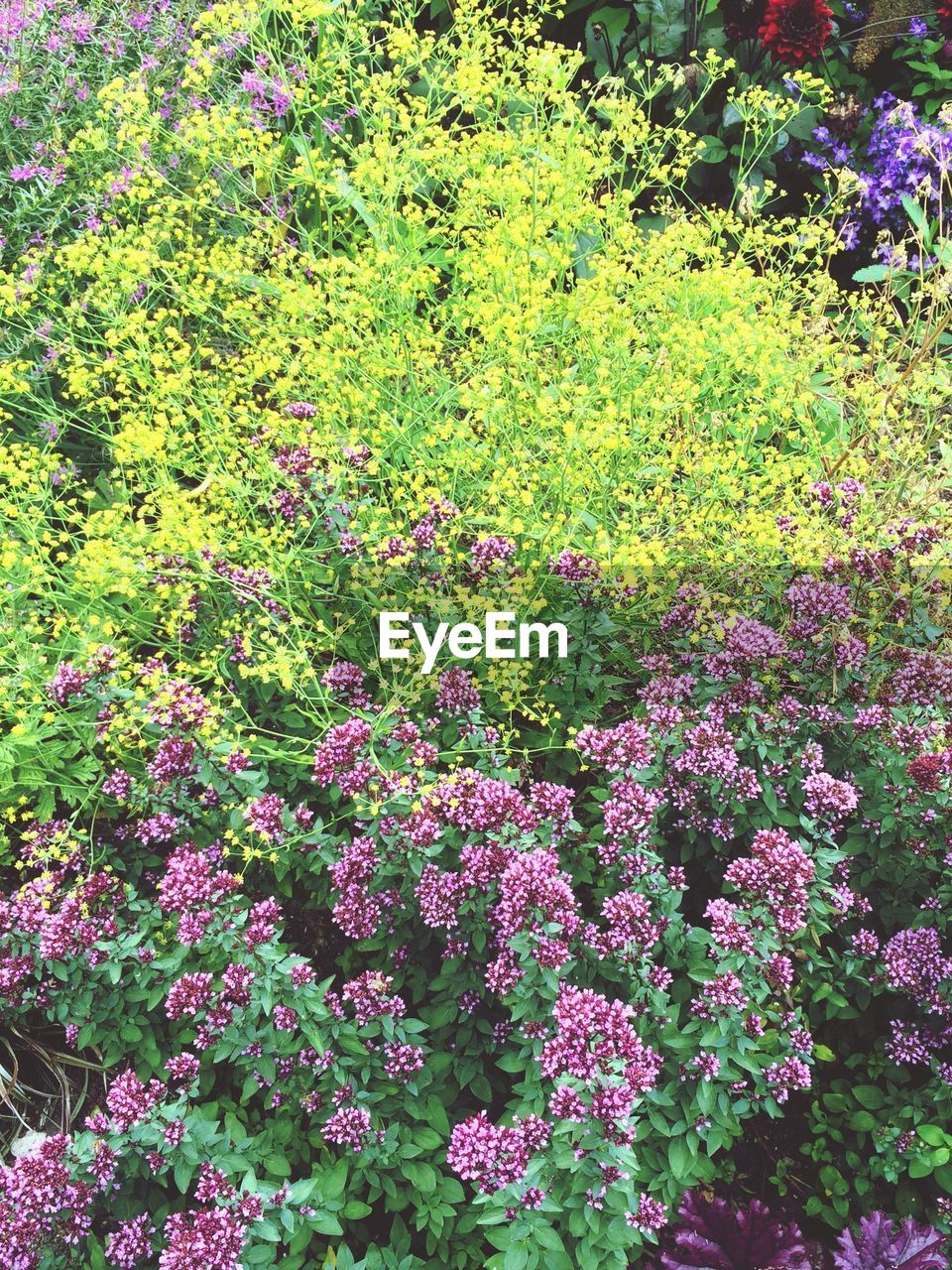 PURPLE FLOWERS BLOOMING ON FIELD