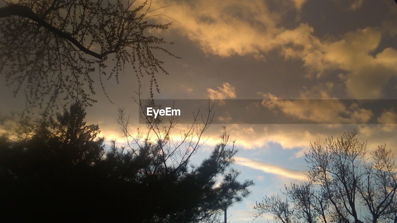 LOW ANGLE VIEW OF SILHOUETTE TREES AGAINST SUNSET SKY