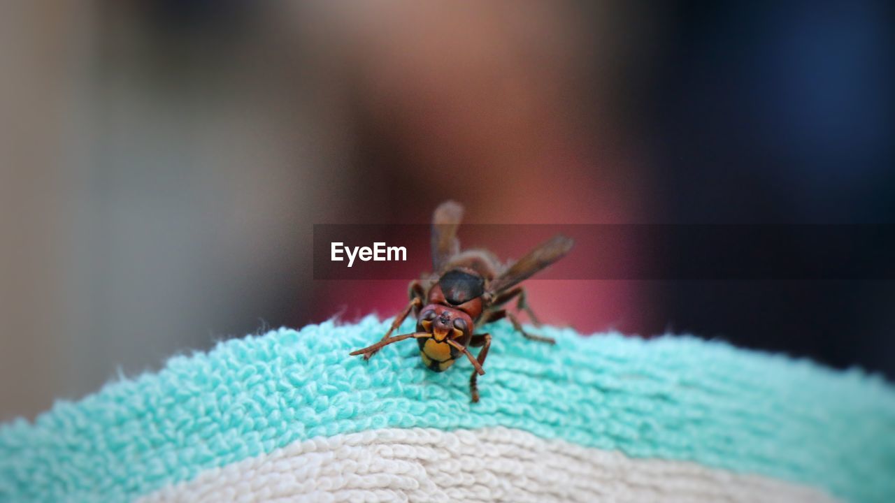 Close-up of a hornet