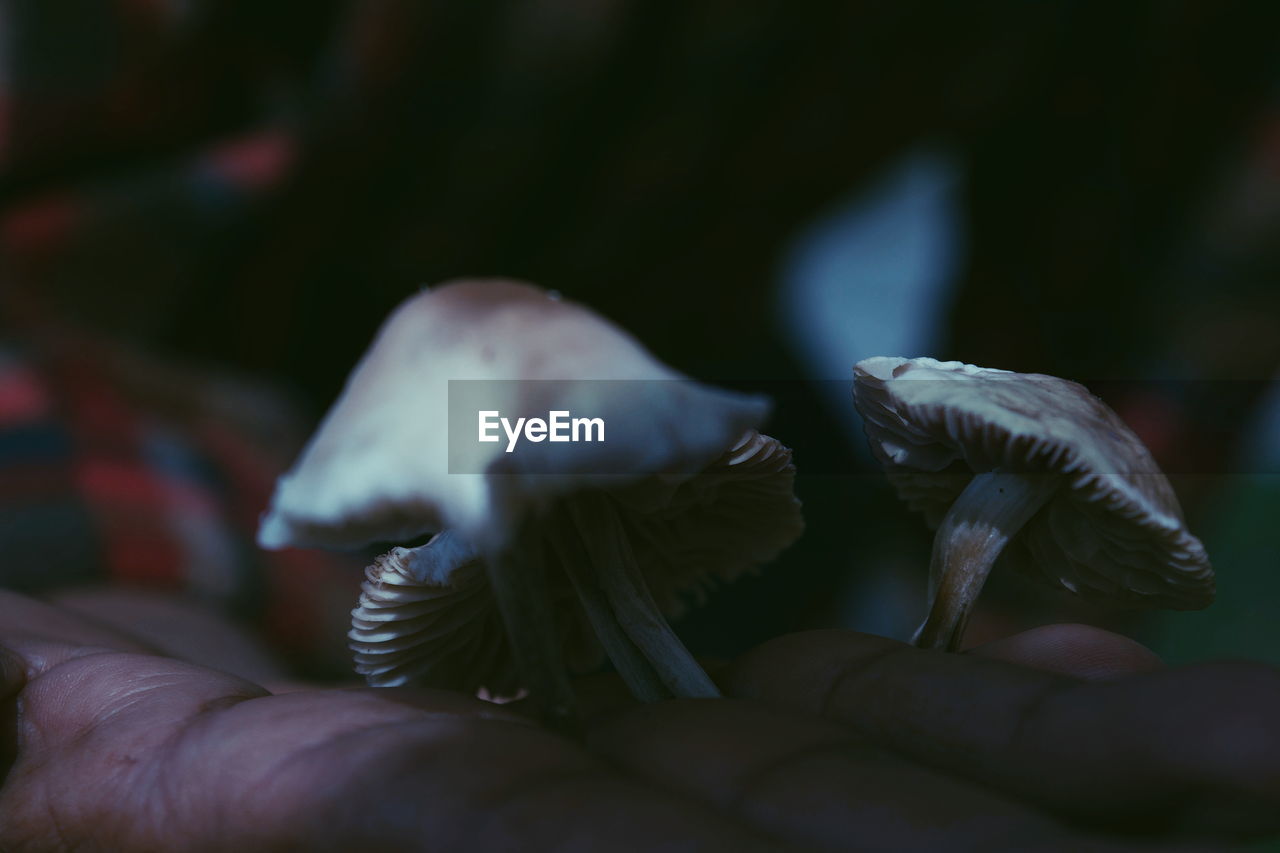 Close-up of hand holding mushrooms