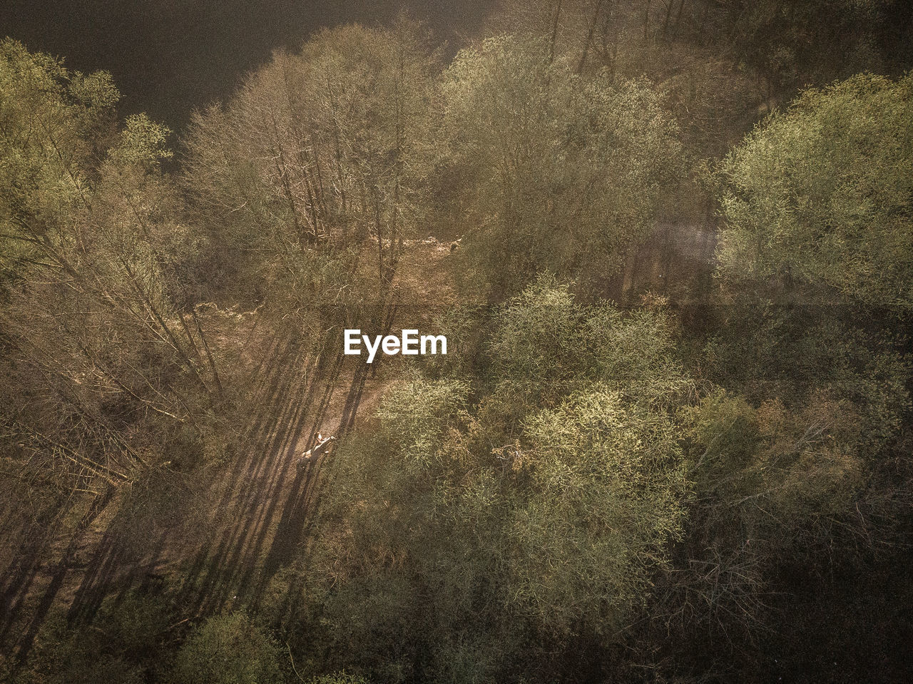 Aerial view of forest