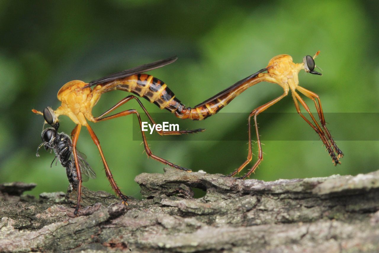 Close up of mating robberfly with prey