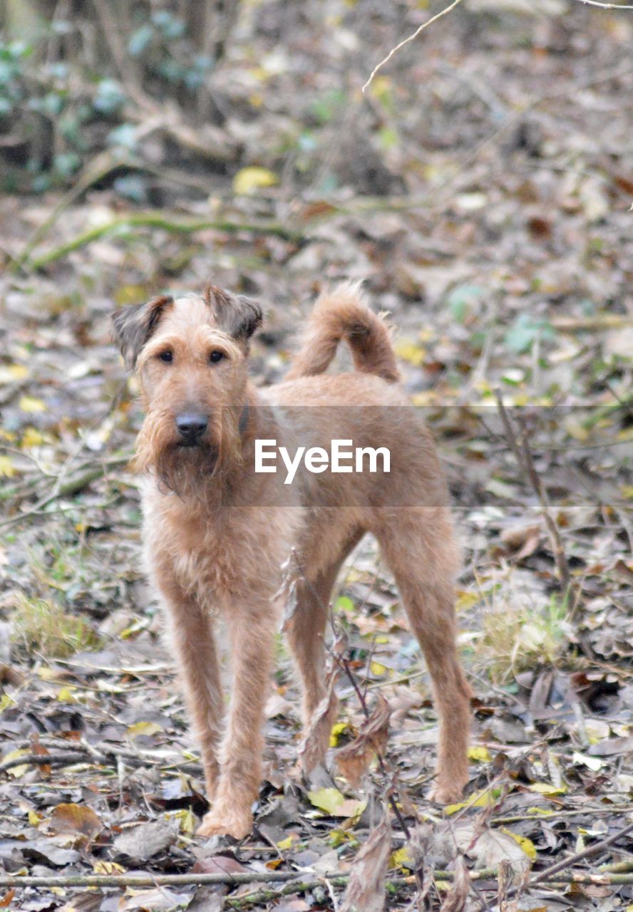 PORTRAIT OF DOG STANDING ON FIELD