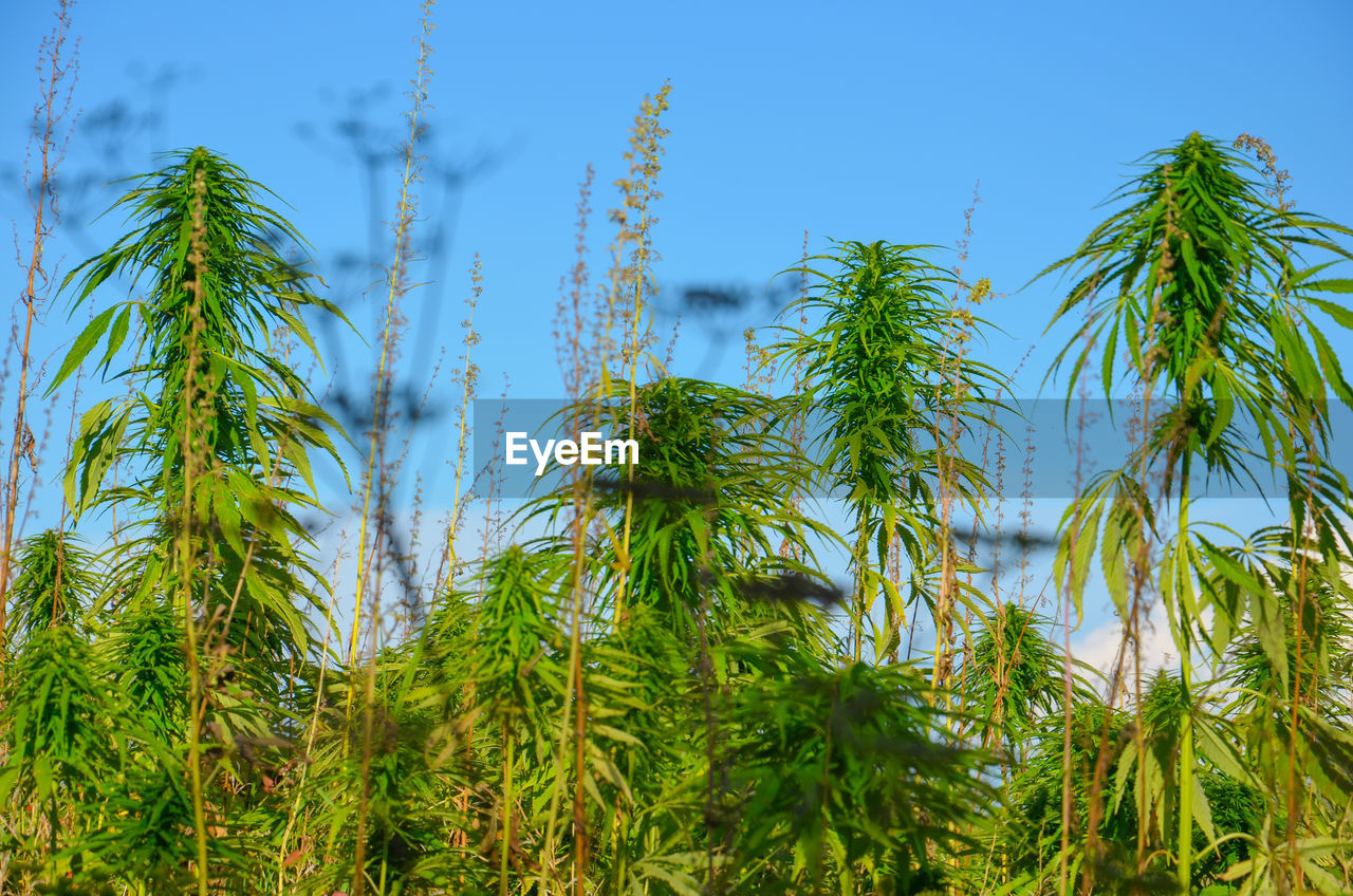 plant, vegetation, growth, tree, green, nature, sky, beauty in nature, palm tree, no people, tropical climate, blue, land, grass, day, leaf, tranquility, low angle view, flower, outdoors, natural environment, landscape, clear sky, tropics, forest, environment, scenics - nature, jungle, agriculture, field, branch, crop, plant part