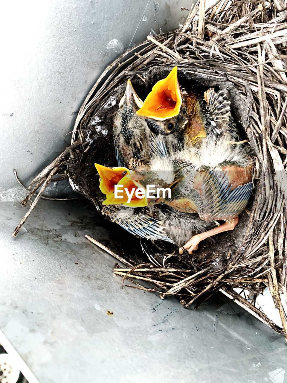 HIGH ANGLE VIEW OF BIRD IN NEST ON A HOUSE