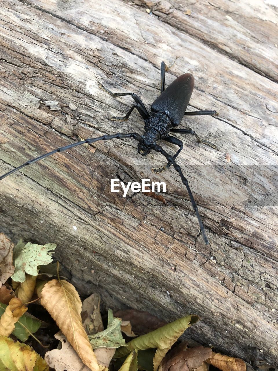 CLOSE-UP OF GRASSHOPPER ON WOOD