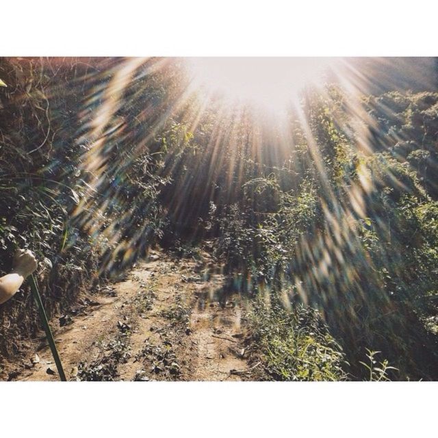 SUN SHINING THROUGH TREES ON SUNNY DAY