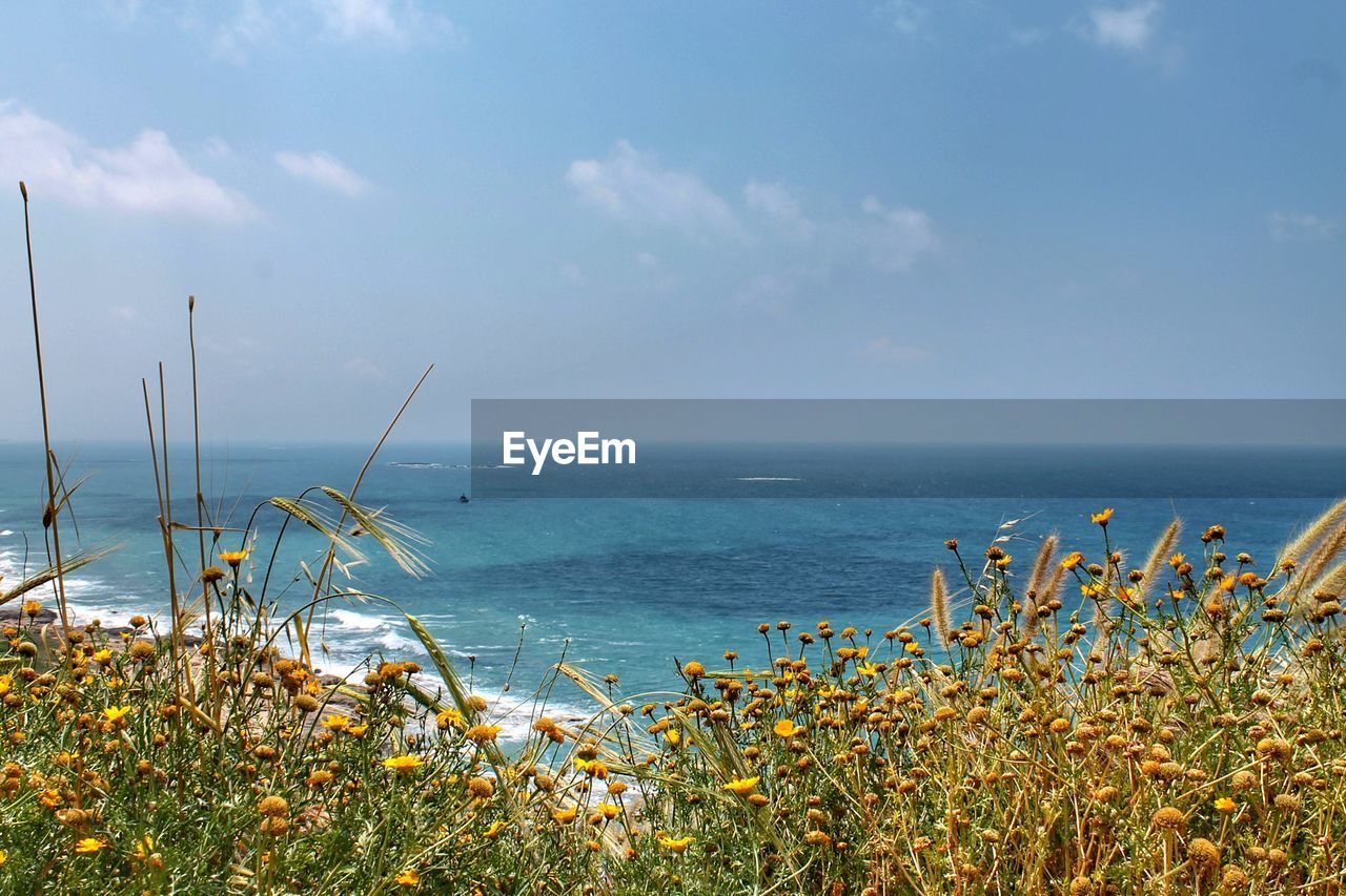 Close-up of plants against sea