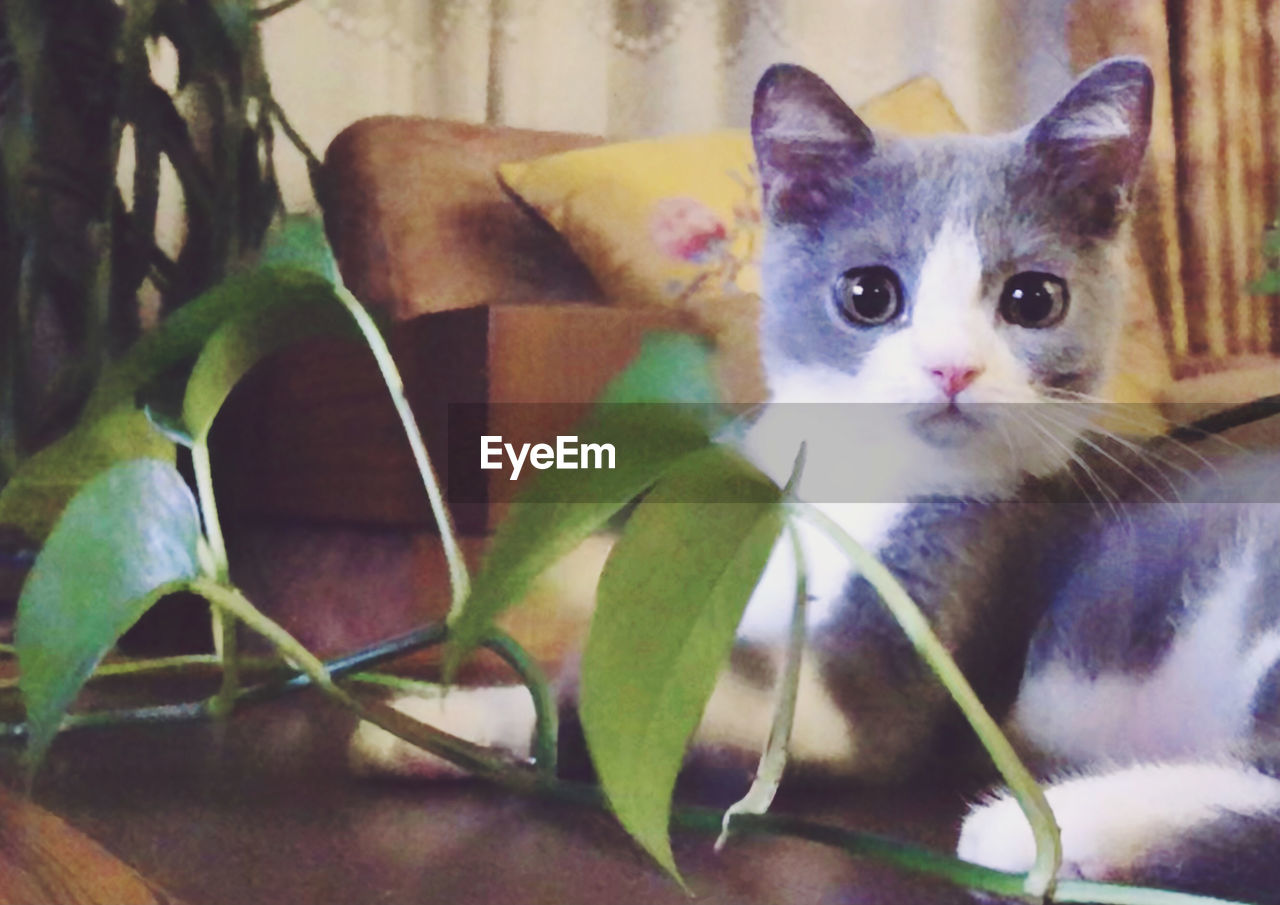 CLOSE-UP PORTRAIT OF A CAT WITH EYES