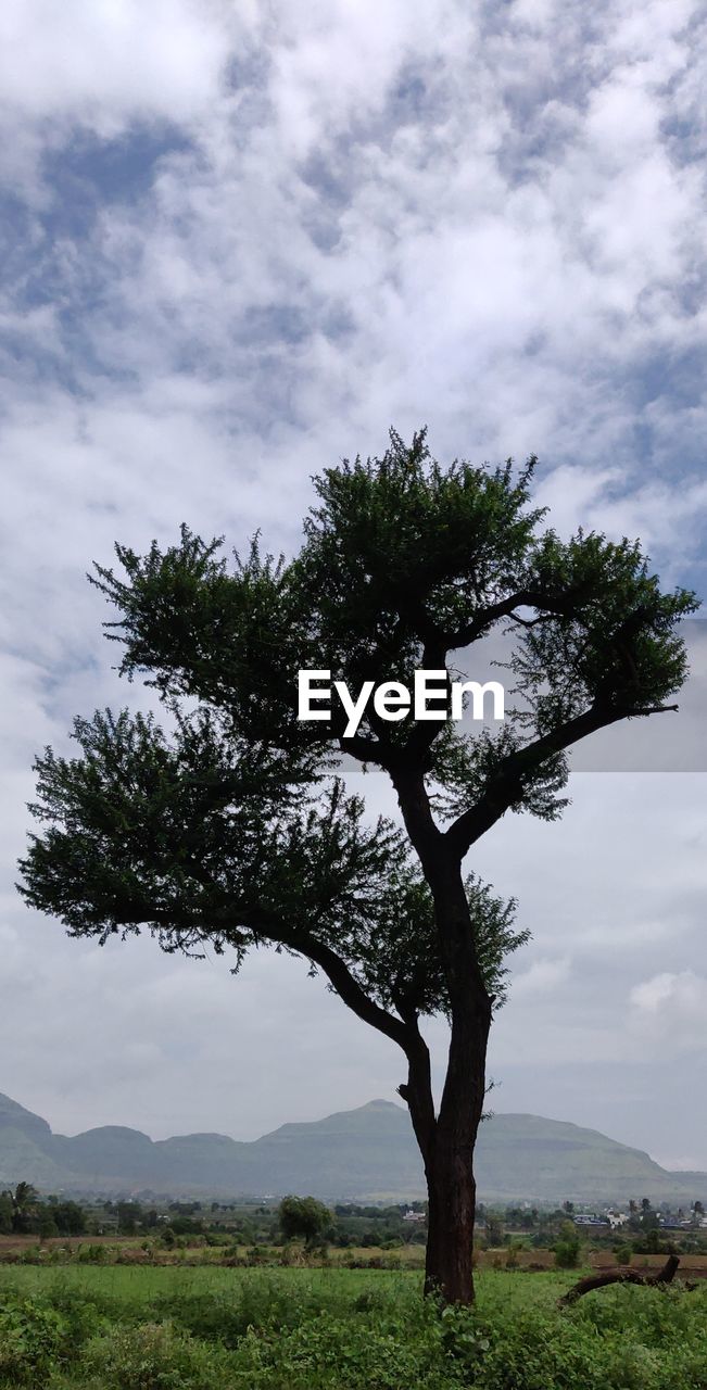 TREE BY FIELD AGAINST SKY