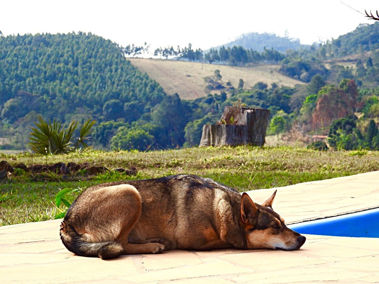 Side view of dog lying outdoors