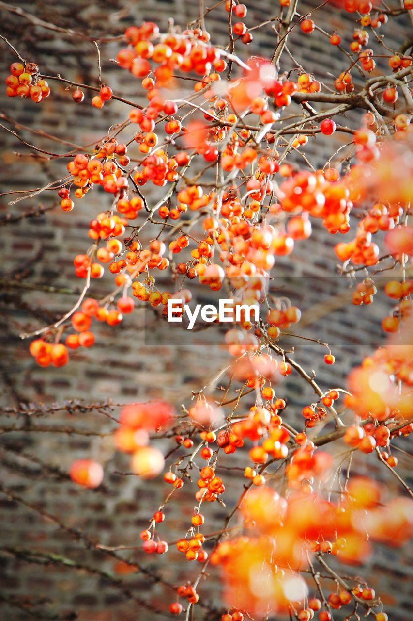 Close-up of fruits on tree during autumn