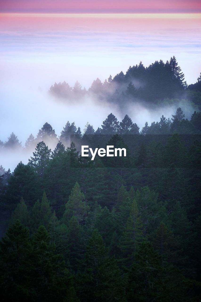 Trees in forest against sky