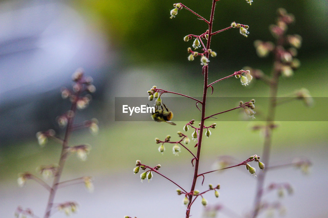plant, nature, blossom, flower, branch, beauty in nature, leaf, macro photography, tree, flowering plant, no people, growth, green, focus on foreground, plant stem, close-up, freshness, plant part, outdoors, selective focus, fragility, day, twig, animal themes, animal, animal wildlife, food, food and drink, tranquility, petal, springtime