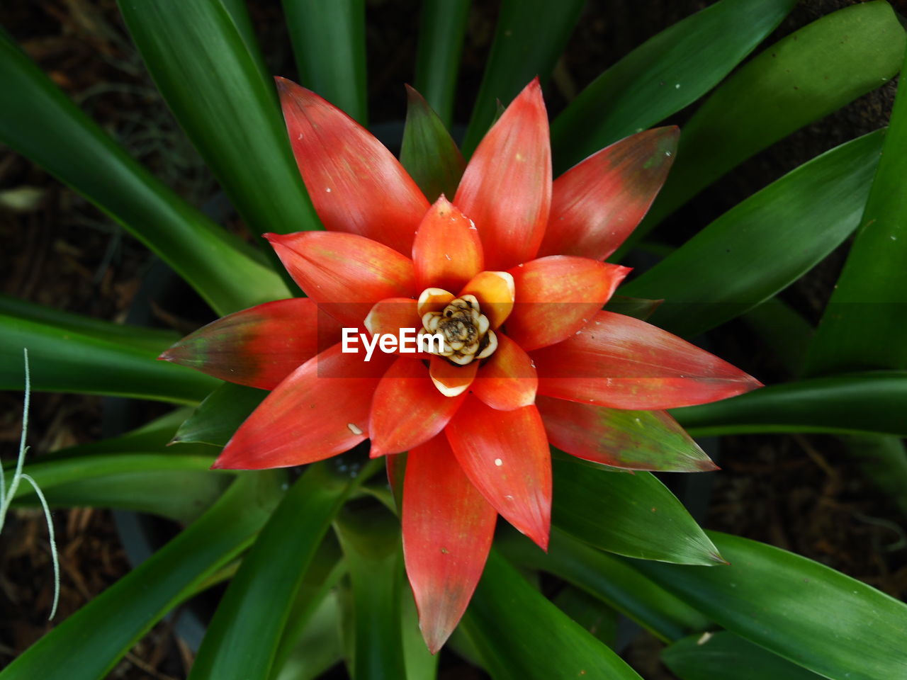 CLOSE-UP OF FLOWER AND PLANT