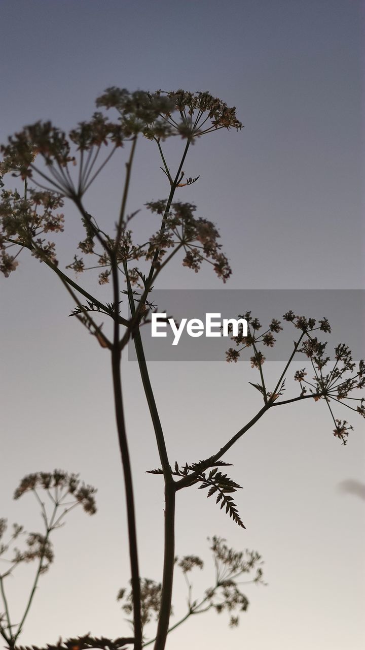 LOW ANGLE VIEW OF SILHOUETTE TREE AGAINST CLEAR SKY