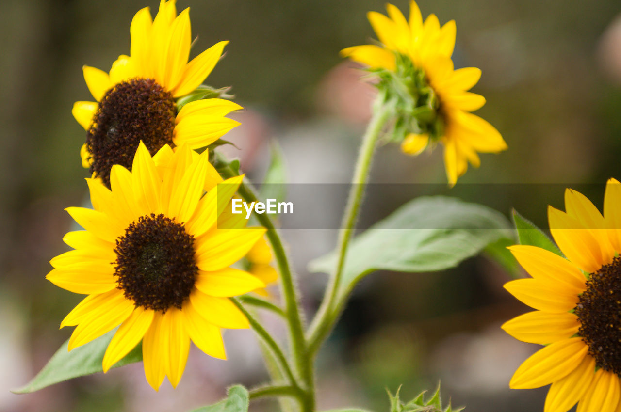 CLOSE-UP OF YELLOW FLOWERS