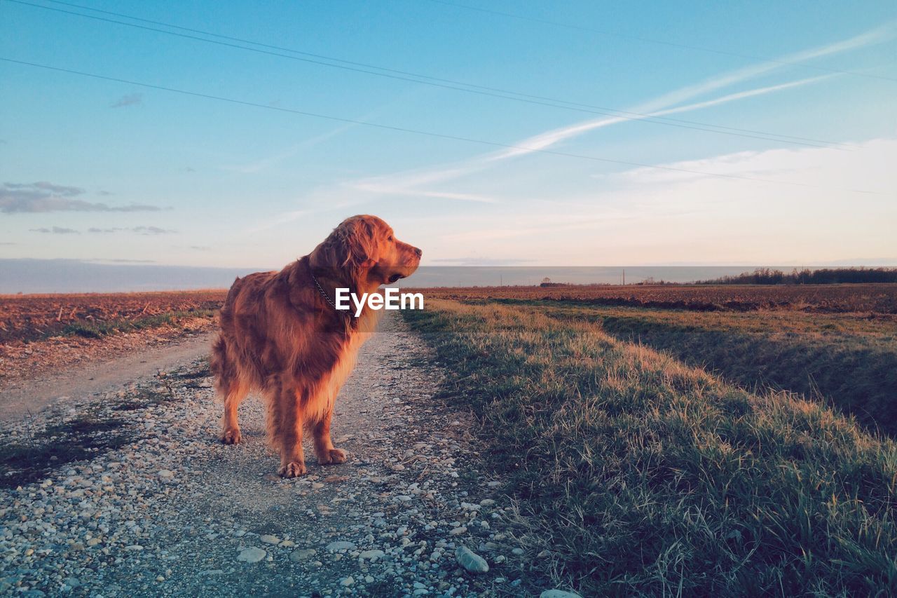 Dog on field against sky during sunset