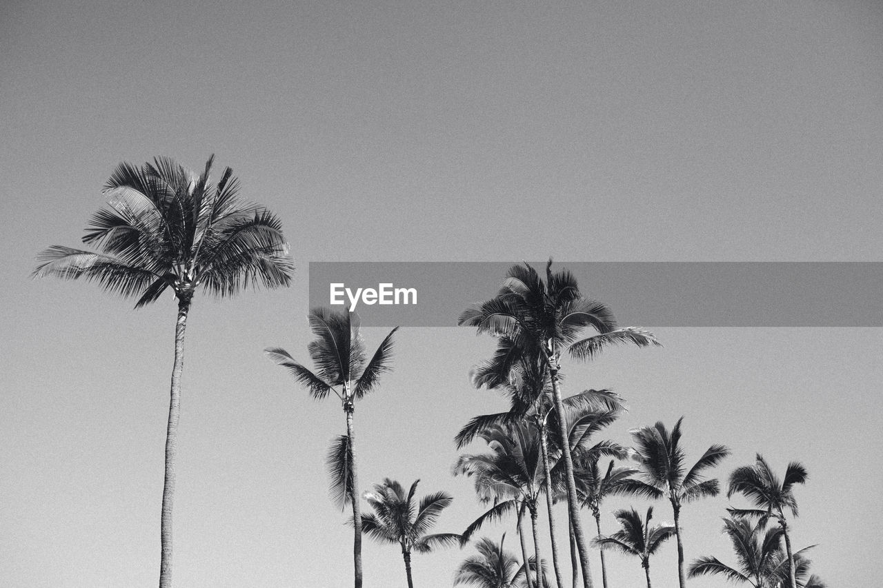 LOW ANGLE VIEW OF PALM TREES AGAINST THE SKY