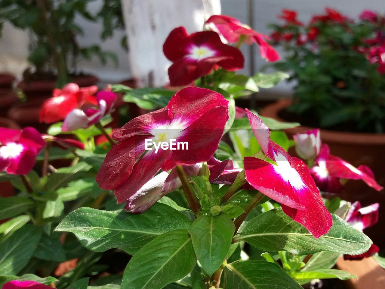 CLOSE-UP OF MULTI COLORED FLOWERS