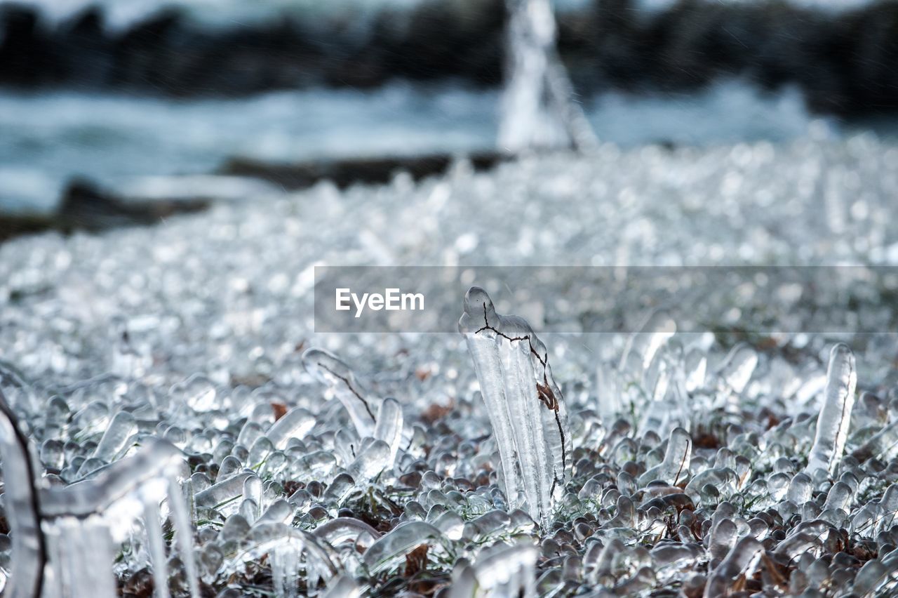 CLOSE-UP OF ICICLES ON LAND