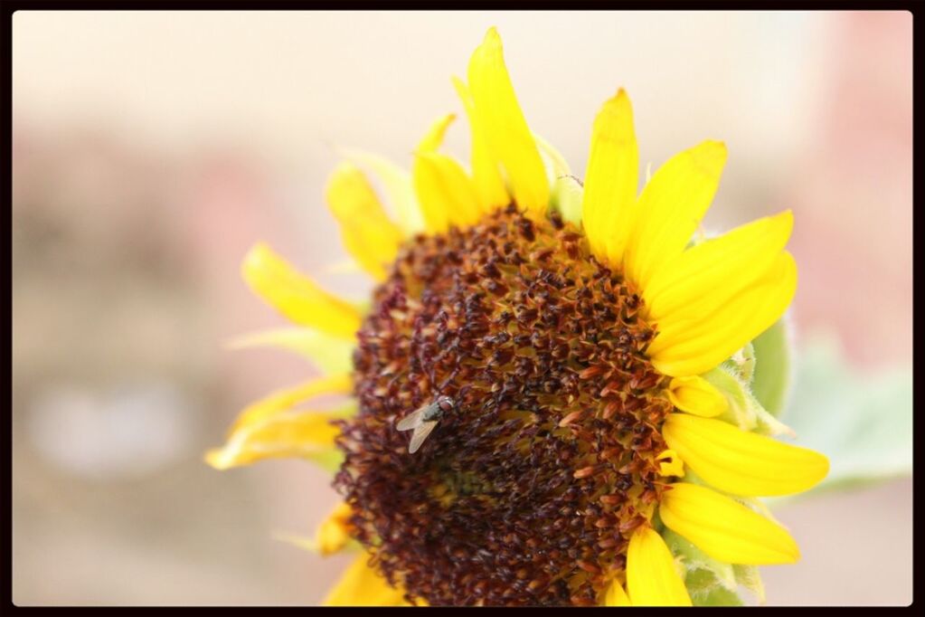 Housefly on sunflower