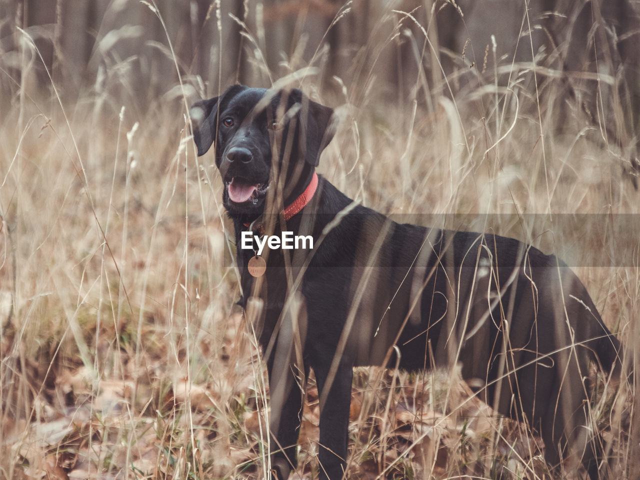Side view of dog looking away on field