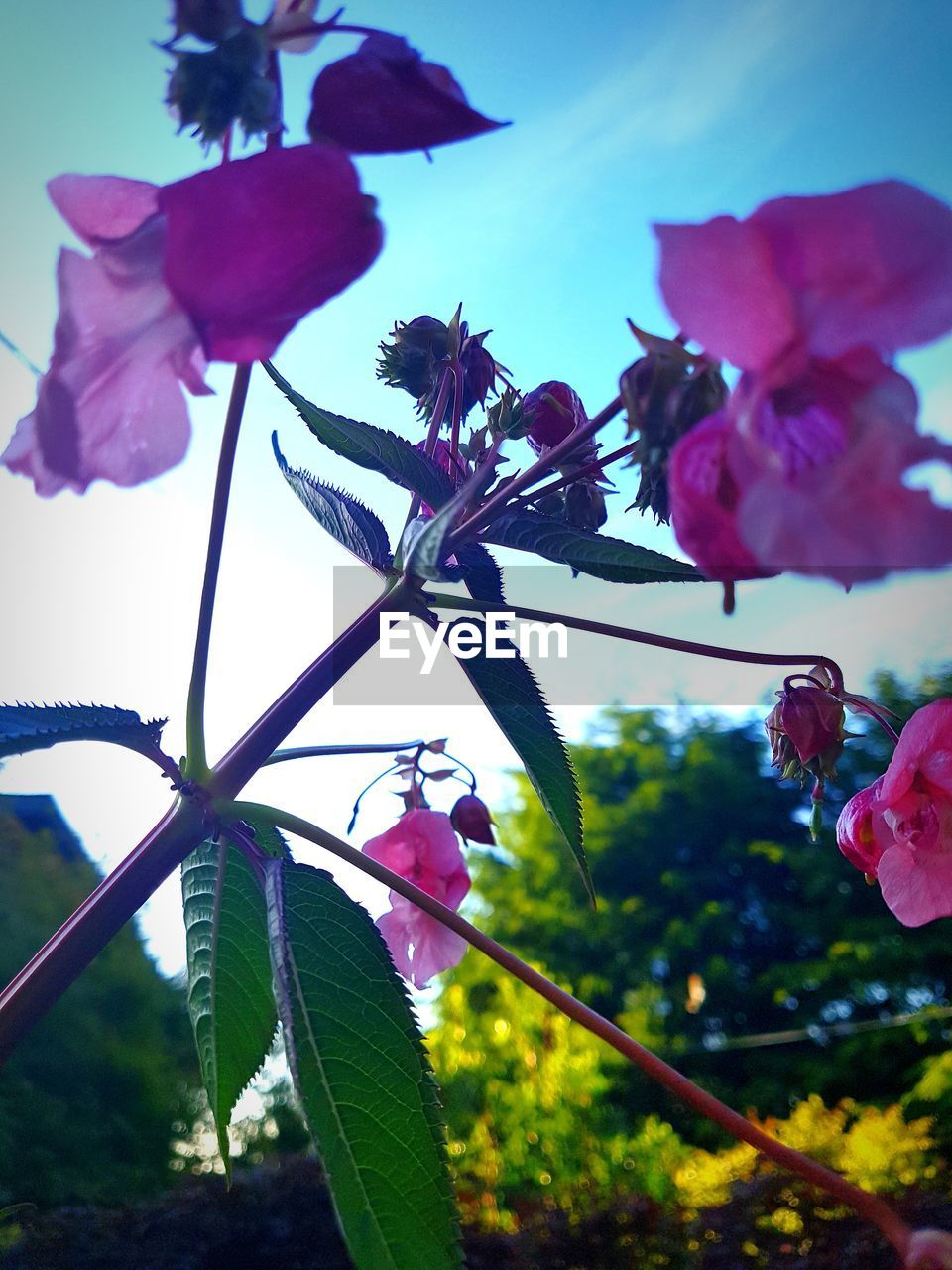 CLOSE-UP OF PINK ROSE FLOWERS AGAINST SKY