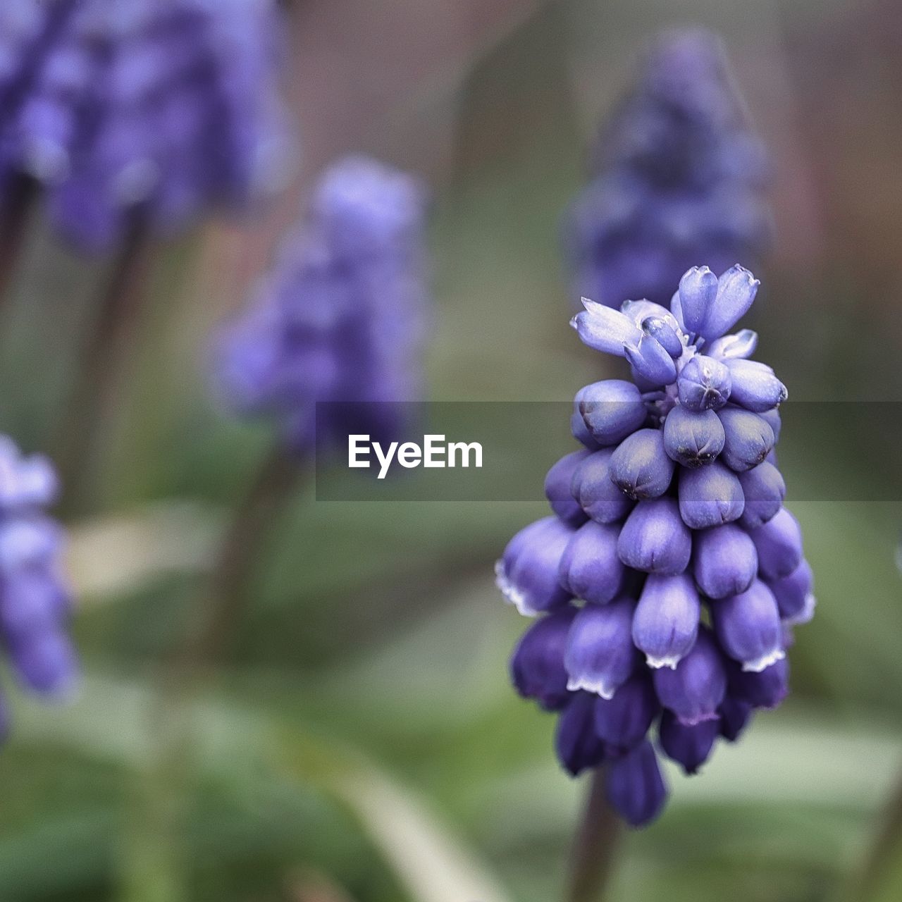 Close-up of purple flowering plant