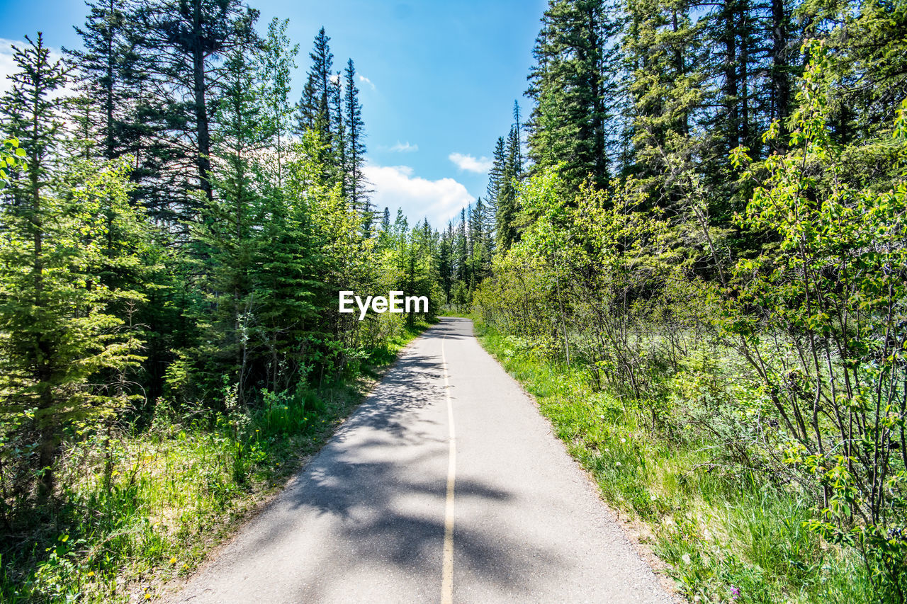 Road amidst trees against sky