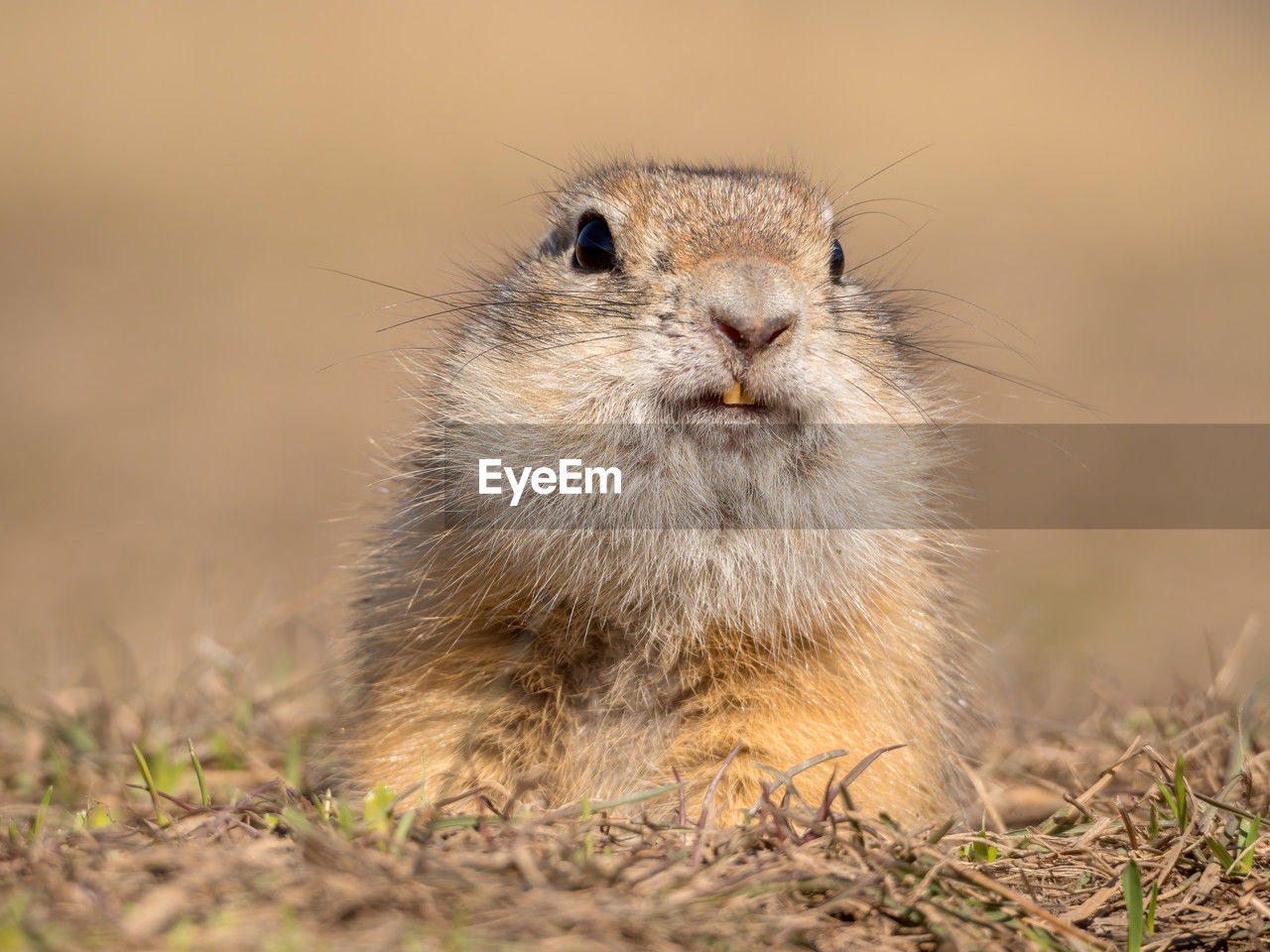 animal, animal themes, animal wildlife, one animal, mammal, whiskers, prairie dog, wildlife, portrait, squirrel, rodent, looking at camera, no people, nature, prairie, close-up, grass, outdoors, cute, day, selective focus, front view, plant, animal hair, animal body part, land