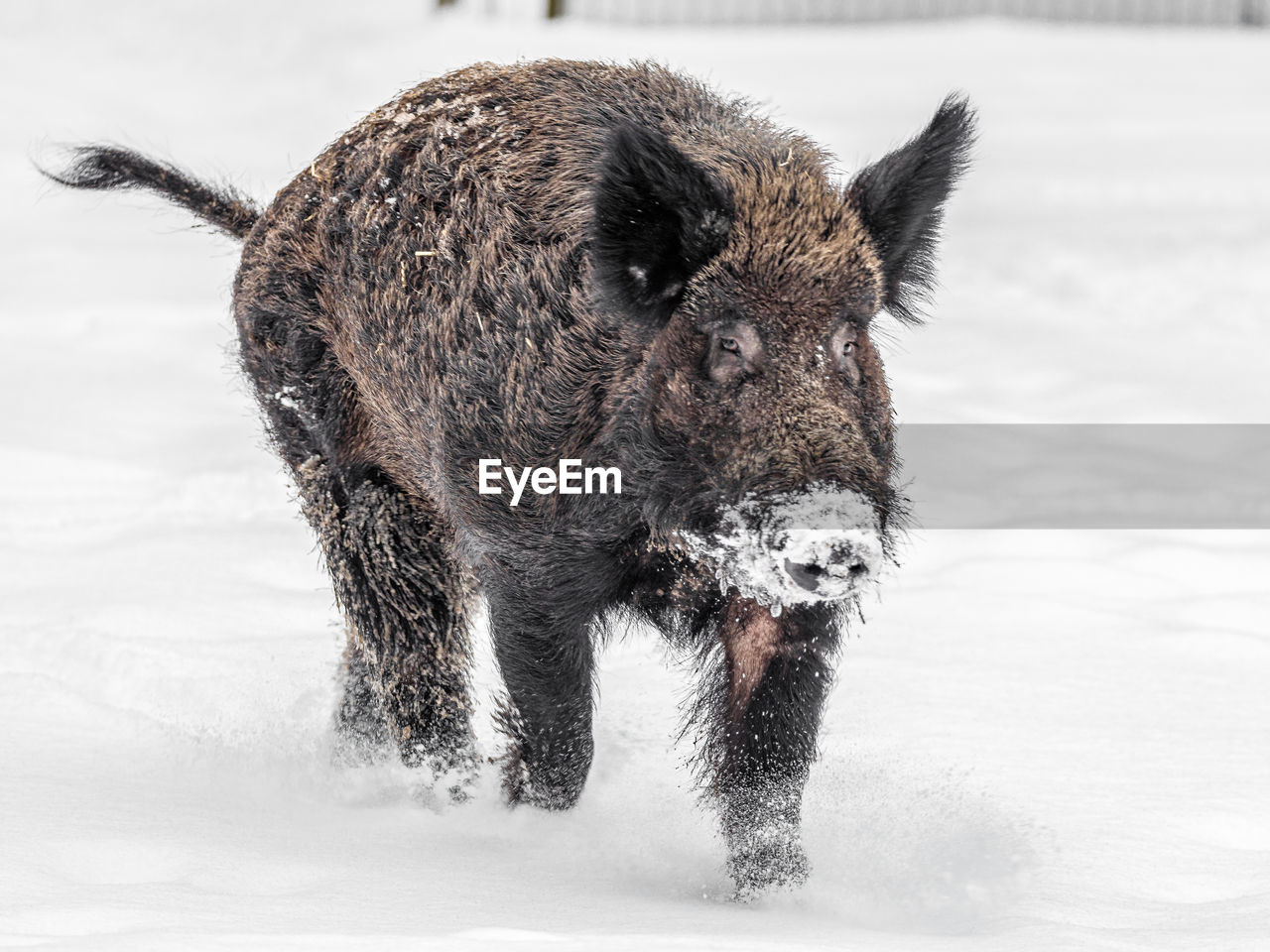 Close-up of a wild boar walking on snow