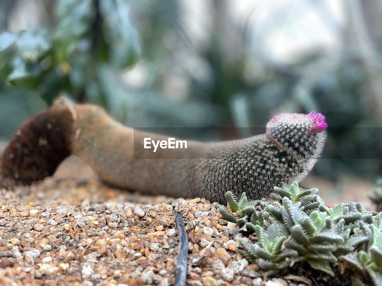 animal themes, animal, animal wildlife, one animal, wildlife, reptile, nature, no people, mammal, lizard, day, outdoors, plant, side view, animal body part, selective focus, close-up