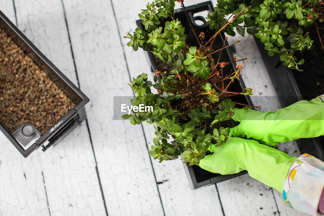 Cropped hands of person holding potted plant at home