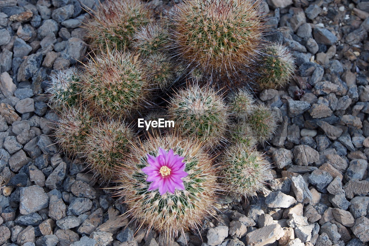 Close-up of cactus