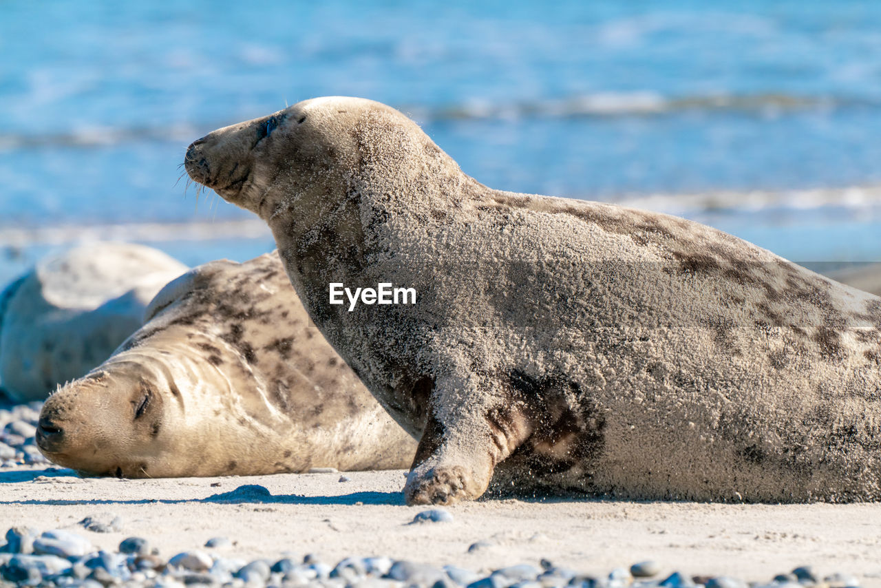 high angle view of seal on beach