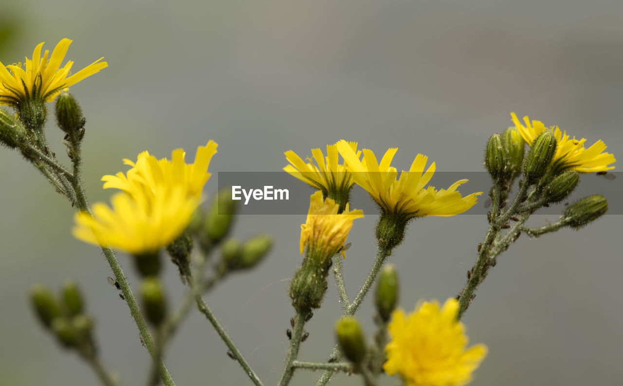 CLOSE-UP OF YELLOW FLOWERING PLANTS AGAINST BLURRED BACKGROUND