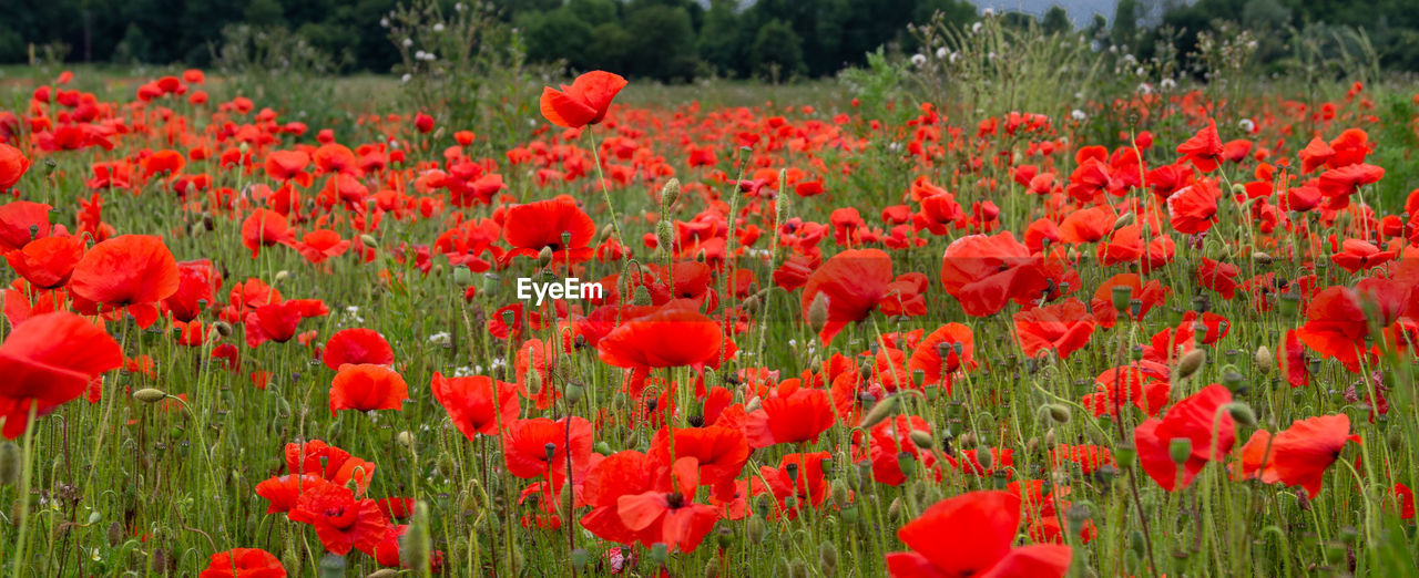 Poppy field with red flowers on a green background remembrance flanders field