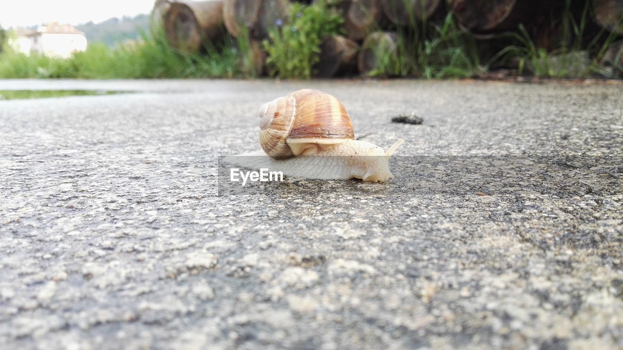 Close-up of snail on footpath