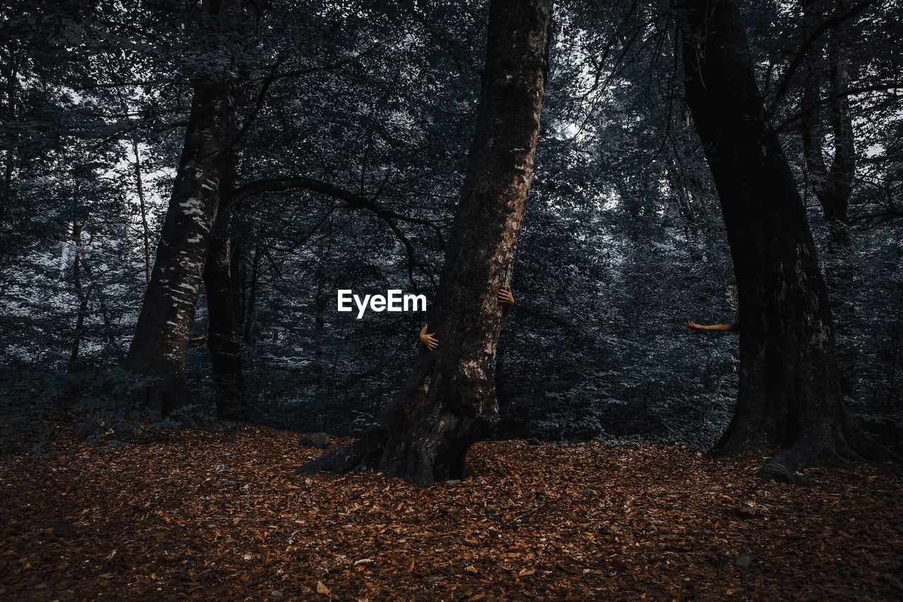 Trees growing on field in forest during autumn