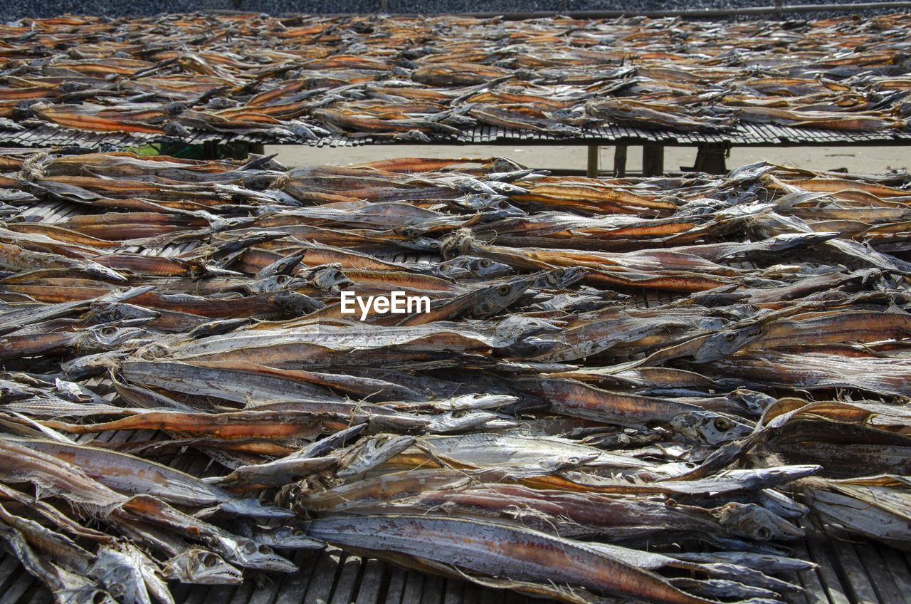 HIGH ANGLE VIEW OF FISH AND ICE