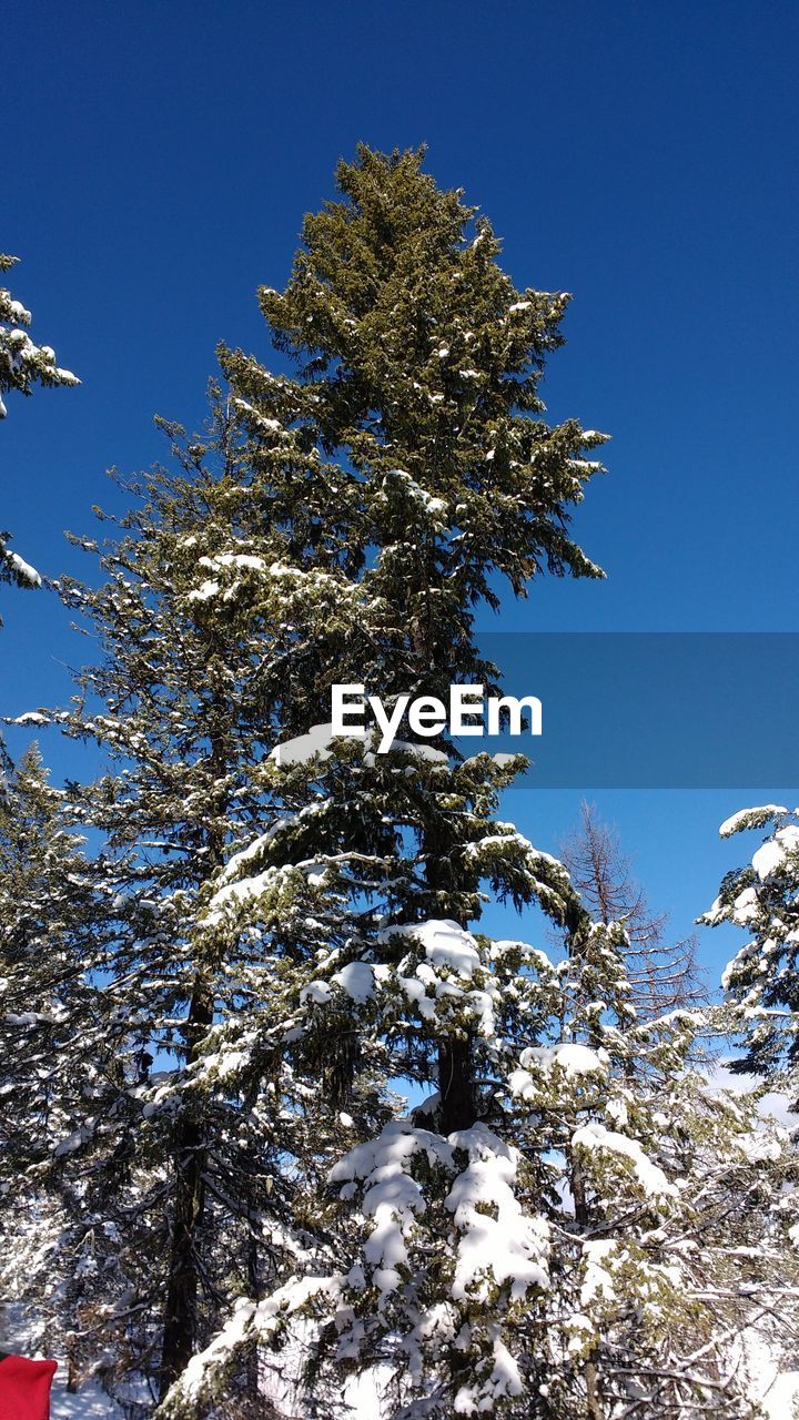 LOW ANGLE VIEW OF TREE AGAINST CLEAR SKY DURING WINTER